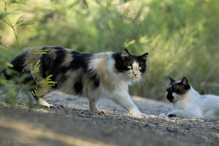 feral cats life span